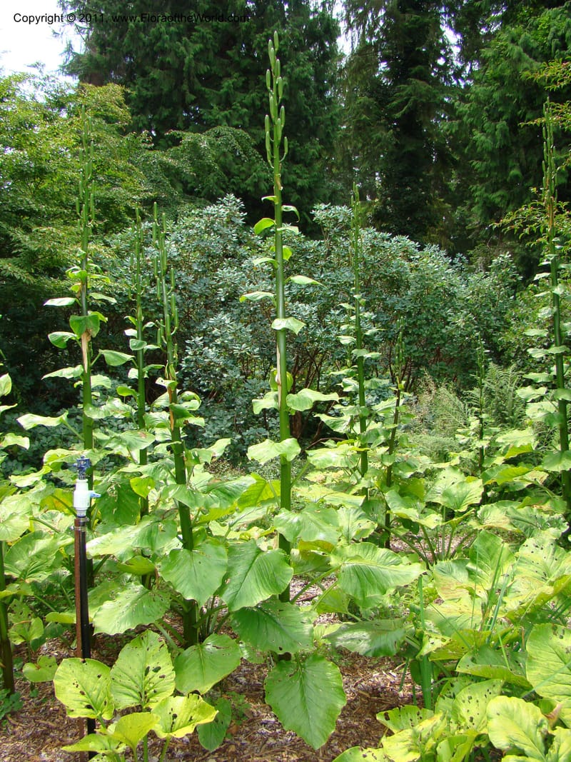 Cardiocrinum giganteum--Canada. BC. Univ. BC Bot. Garden. 27 Jul 08. 265.jpg