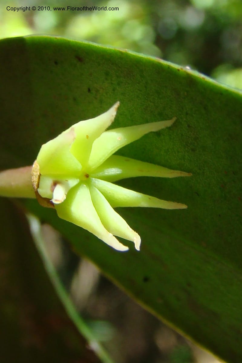 Illicium, Regalado 1743--Viet Nam. Thua Thien Hue Prov. Phu Loc Distr. Bach Ma. 13Apr 09. 256.jpg