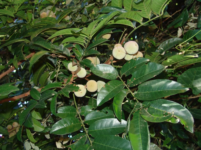Trichilia dregeana--So.Africa. KZN. Scottburgh, S of Durban. 12 Mch 05. 007.jpg