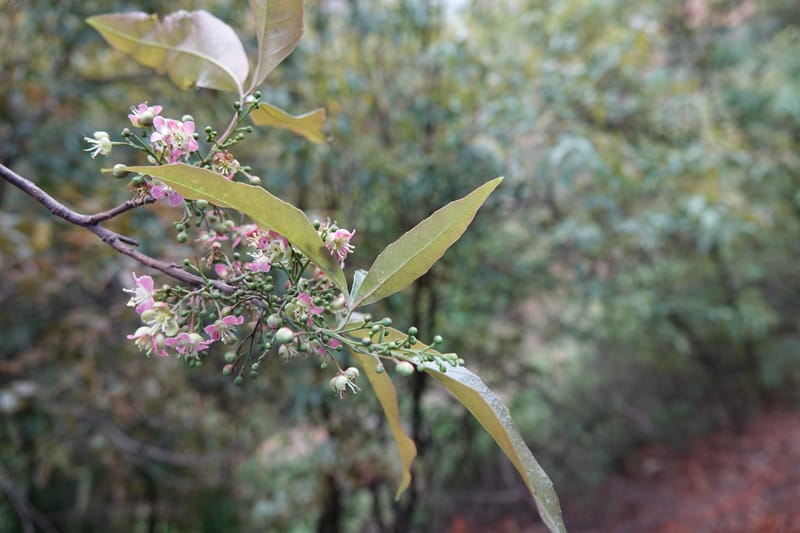 Delavaya toxocarpa, D. Boufford 44087--China. Yunnan. Xinshao Village. 28 Apr 2018. DSC00001 (31).JPG