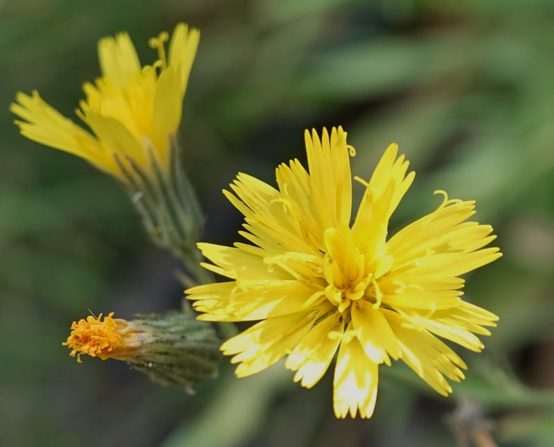 Hieracium scouleri, C. Davidson 13893--ID. Fremont Co. Fish Cr. Rd. Stop 2. 1 Aug 2018. DSC08790 (19).JPG