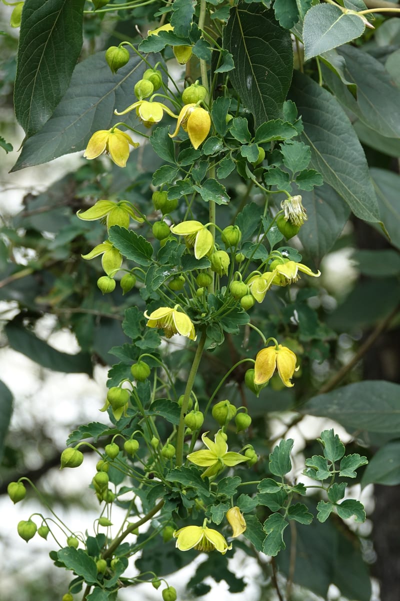 Clematis tangutica, Not collected--China. Sichuan. Yibailingba-gou. 12 Aug 2017. DSC04660 (457).JPG