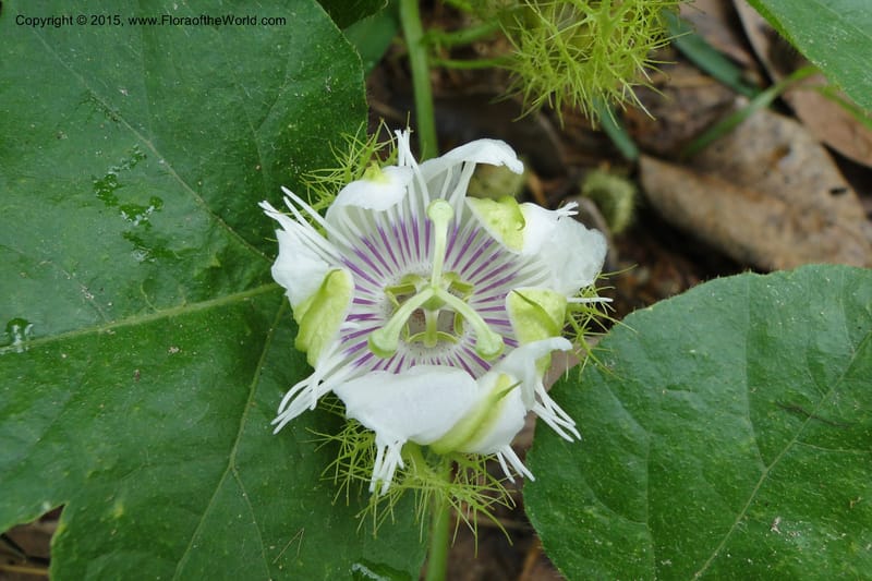 Passiflora foetida, not collected--Viet Nam. Da Ha to Tan Not R. Sta. 14 May 2011. 121.jpg
