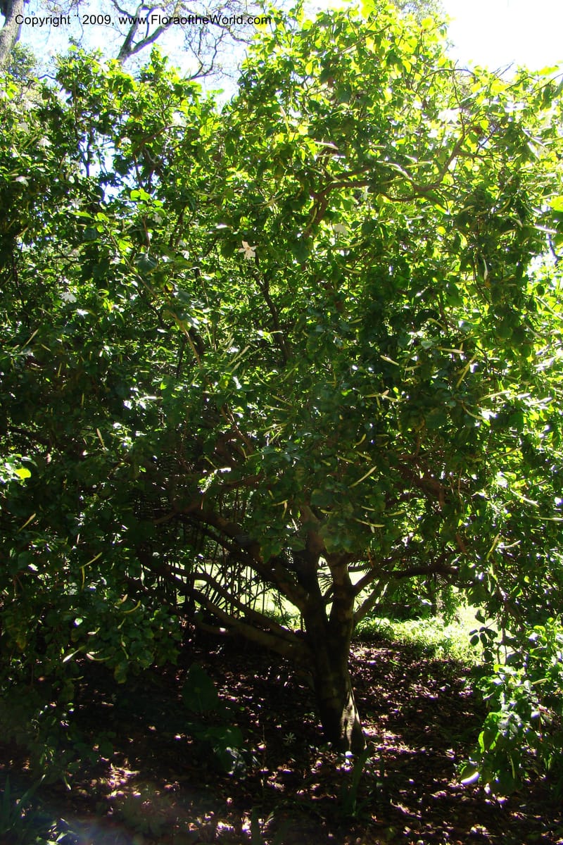 Gardenia thunbergii--South Africa. Durban Botanical Garden. 30 Jan 09. 013.jpg