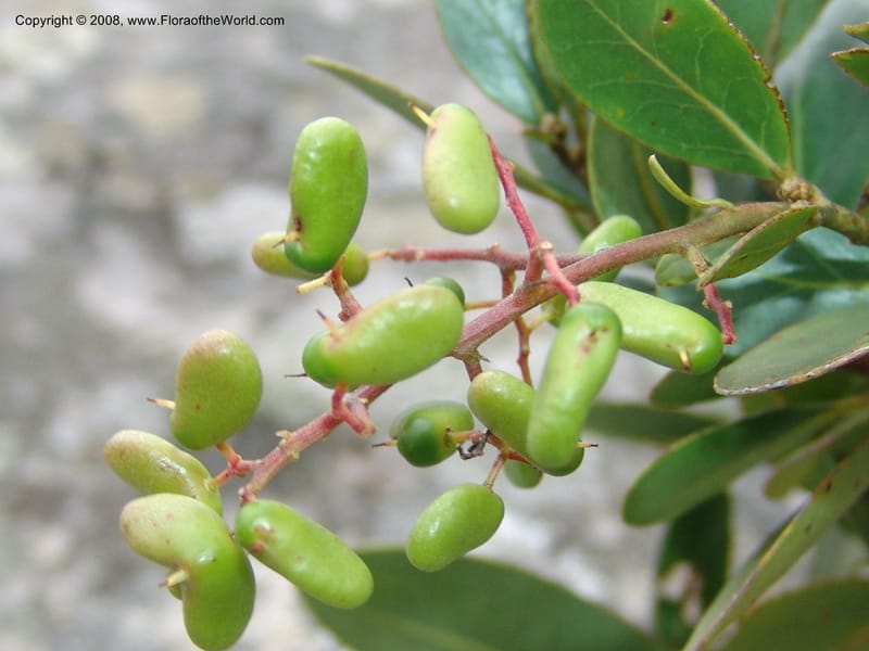 Apodytes abbottii--So.Africa. E. Cape. Umtamvuna Nat. Res. 11 Mch 05. 008.jpg