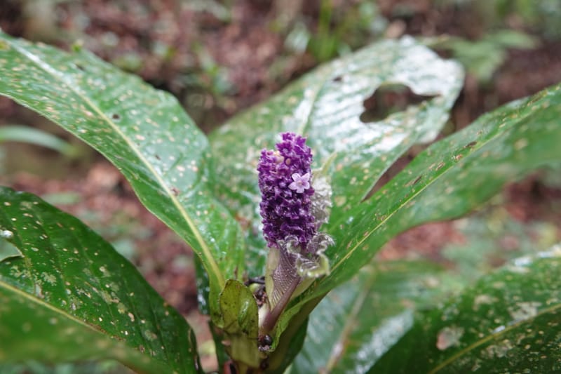 Trichostachys longifolia, C. Davidson 14076--Gabon. Raponda-Wallker. 28 Oct 2019. DSC02420 (98).JPG