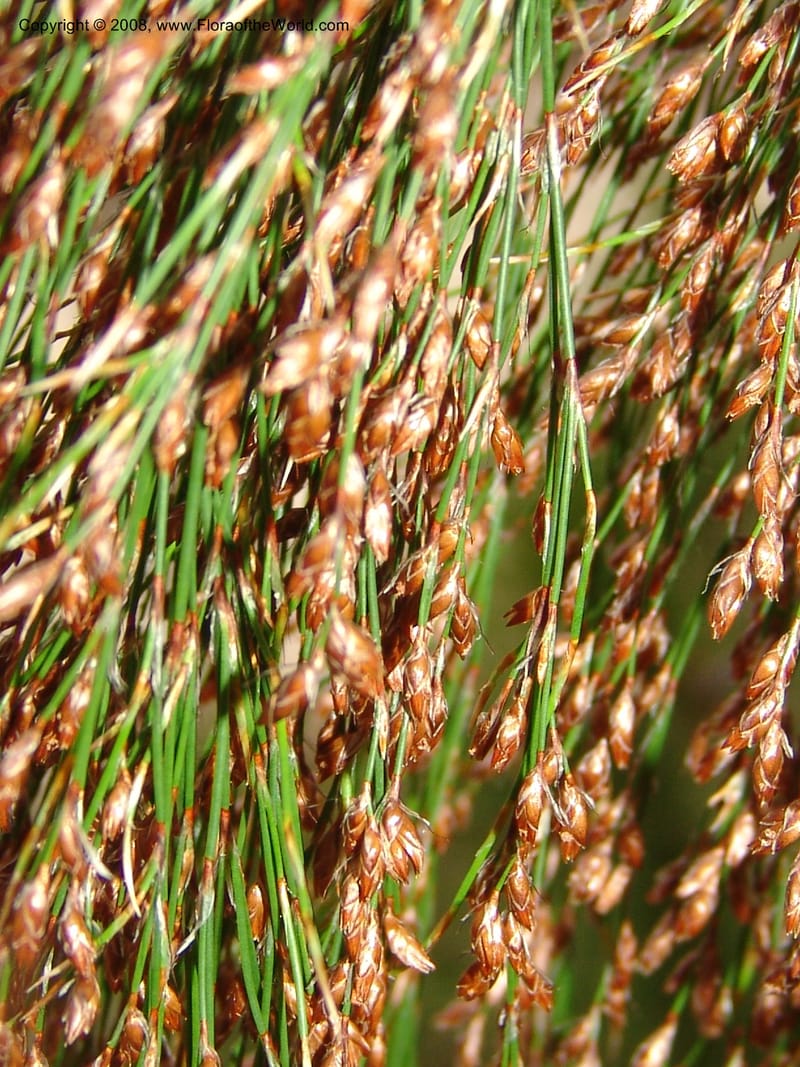 Ischyrolepis subverticillata--CA. McConnell Arboretum, Redding. 4 Jun 07. 197.jpg