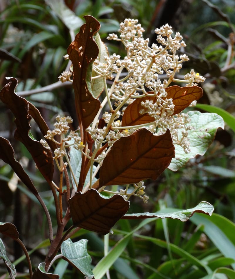 Argophyllum, Lowry, P 7423--New Caledonia. PinPin. 20 Nov 2015. DSC03938 (39).JPG