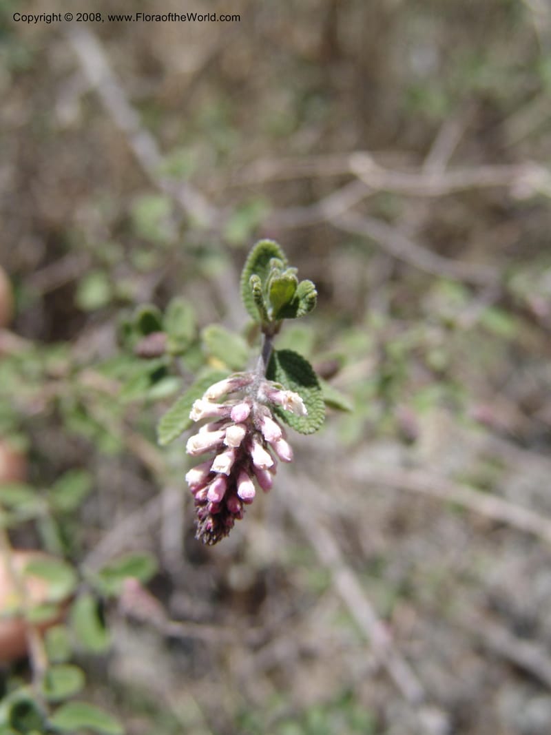Aloysia scorodonioides v. dentosa--Bolivia. La Paz. Send. Aguila. 4 Dec 04. 031.jpg