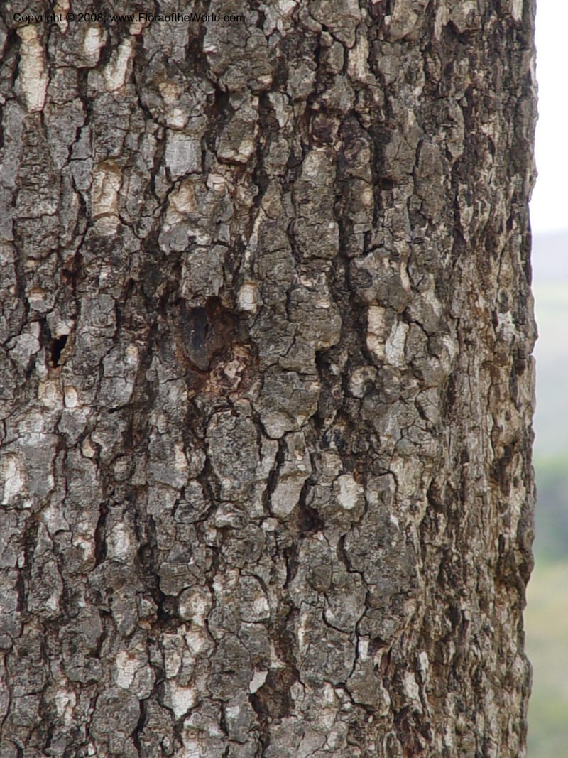 Sclerocarya birrea--So. Africa. Zululand.  Hluhluwe Game Res.  30 Sep 03. 042.jpg