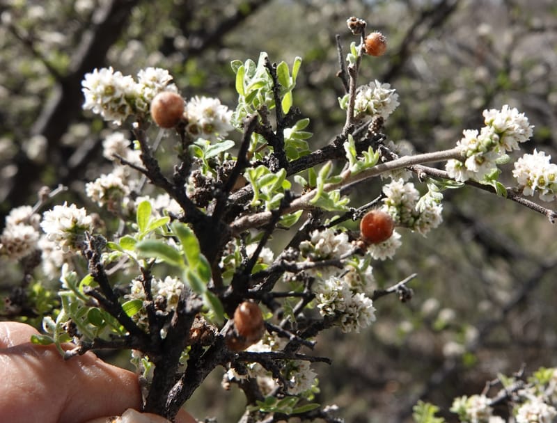 Rhus microphylla, C. Davidson 13990--AZ. Cochise Co. Hwy 80 SE of Tombstone. 9 April 2019. DSC07192 (19).JPG
