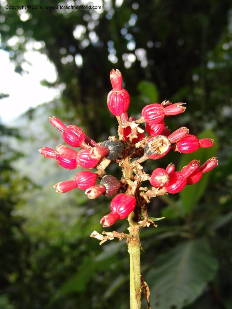 Renealmia, Croat 95943--Ecuador. Edo. Pichincha. Bosque Nublado Sta. Lucia. 14 Mar 06. 261.jpg