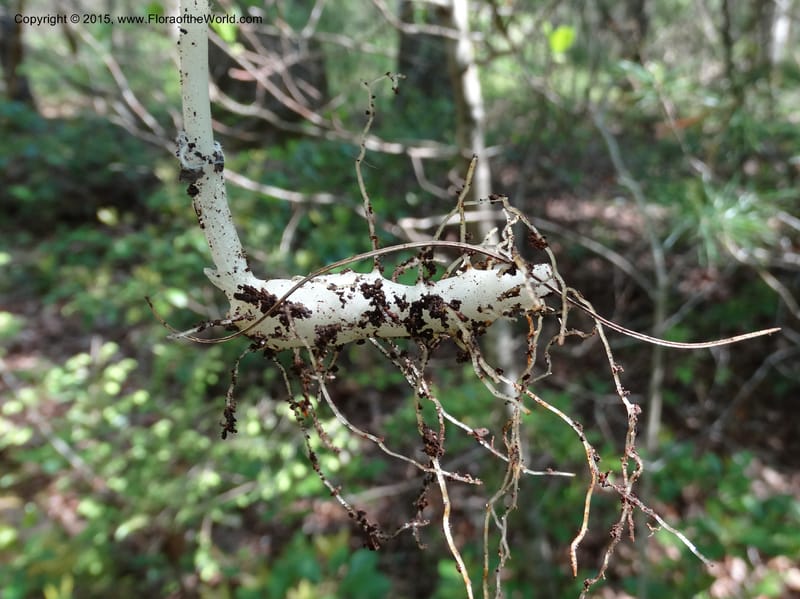 Mediola virginiana, Davidson, C 12947--North Carolina. Trans. Co. W Cradle of For. 11 May 2015. DSC03837 (62).JPG