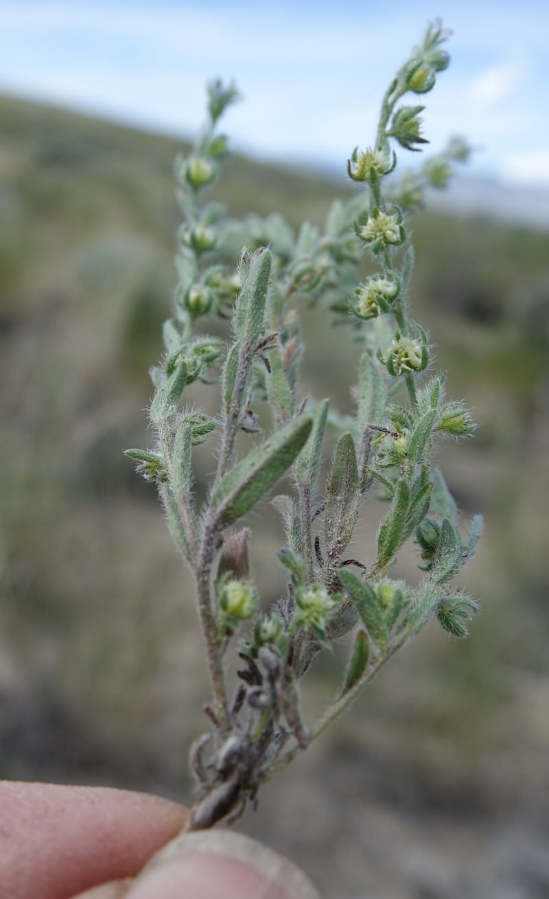 Lappula redowskii var. cupulata, C. Davidson 13659--ID. Hwy 22 W of Dubois. 17 Jun 2017. DSC02303 (112).JPG
