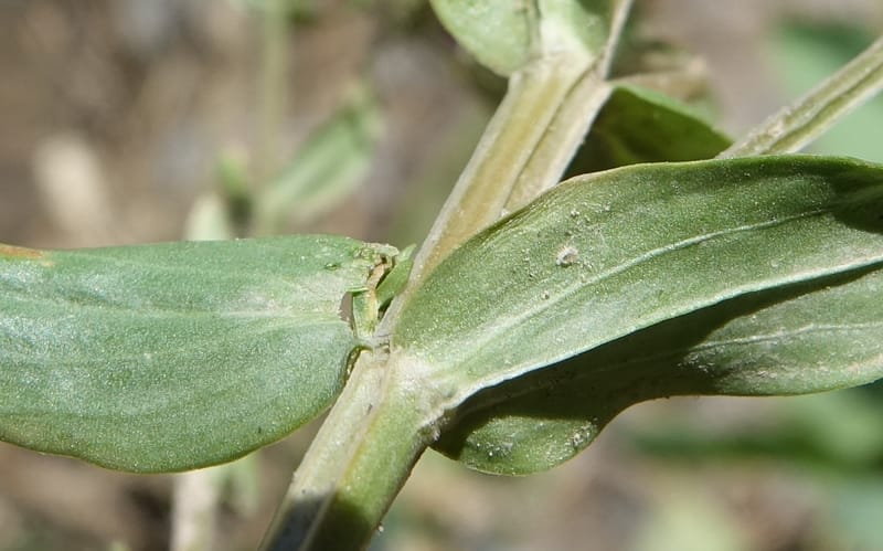 Centaurium pulchellum, Fortunato 13214--Argentina. Pedernal, Hwy 153. 10 Feb 2018. DSC00169 (59).JPG