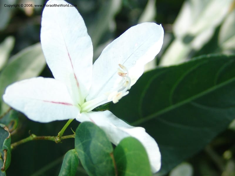 Bauhinia natalensis--So. Africa. Lowveld Nat. Bot. Gard. 14 Mch 05. 283.jpg