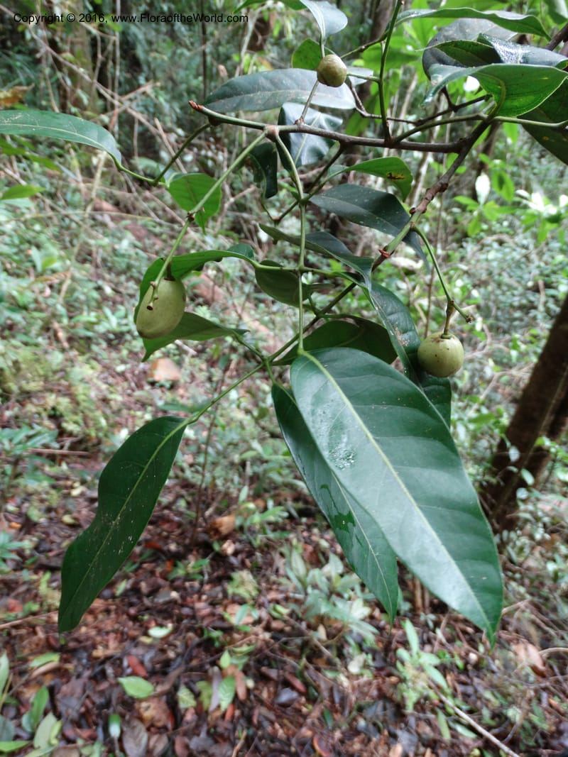 Dacryodes, Davidson, C 12734--Sabah. Mt. Kinabalu. Bundu Tuhan Trail. 11 Oct 2014. DSC04153 (11).JPG