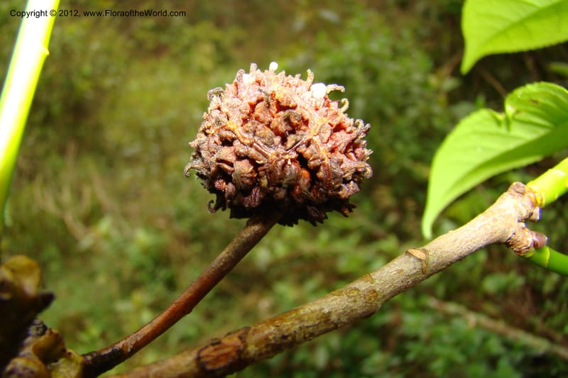 Altingia siamensis, Regalado 1662--Viet Nam. Hoang Lien Son. 7 Apr 09. 129 (3).jpg