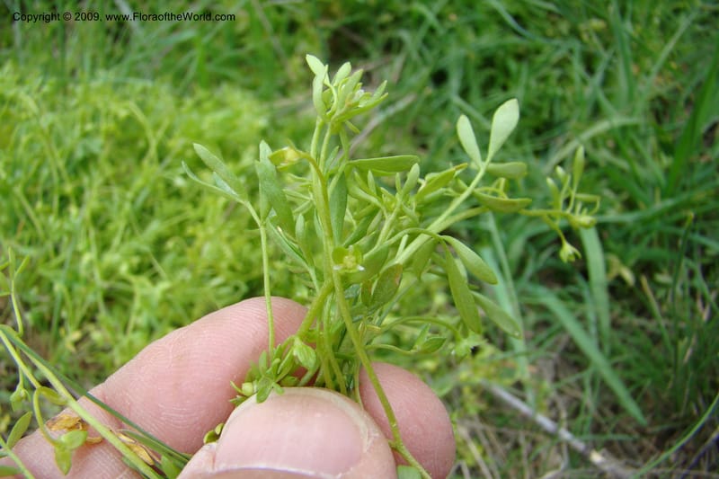 Floerkea proserpinacoides, C. Davidson 11326--Idaho. Elmore Co. Black's Cr. Rd. 1 May 2009 196.jpg