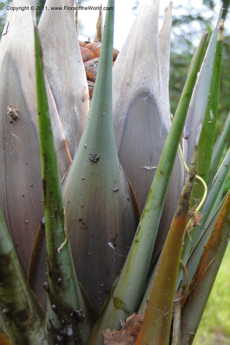 Pandanus joskei, M. Callmander 963--Fiji. Area of Monasavu Dam I. 9 Feb 2011. 490 (61).jpg