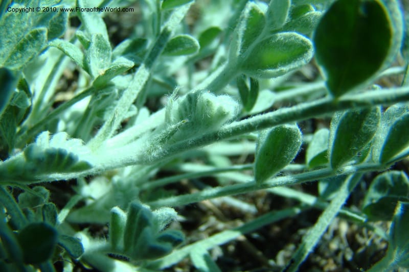 Astragalus purshii, C. Davidson 11372--Idaho. Idaho Co. Salmon River. Polly Bemis Ranch. 27 May 2009. 132.jpg