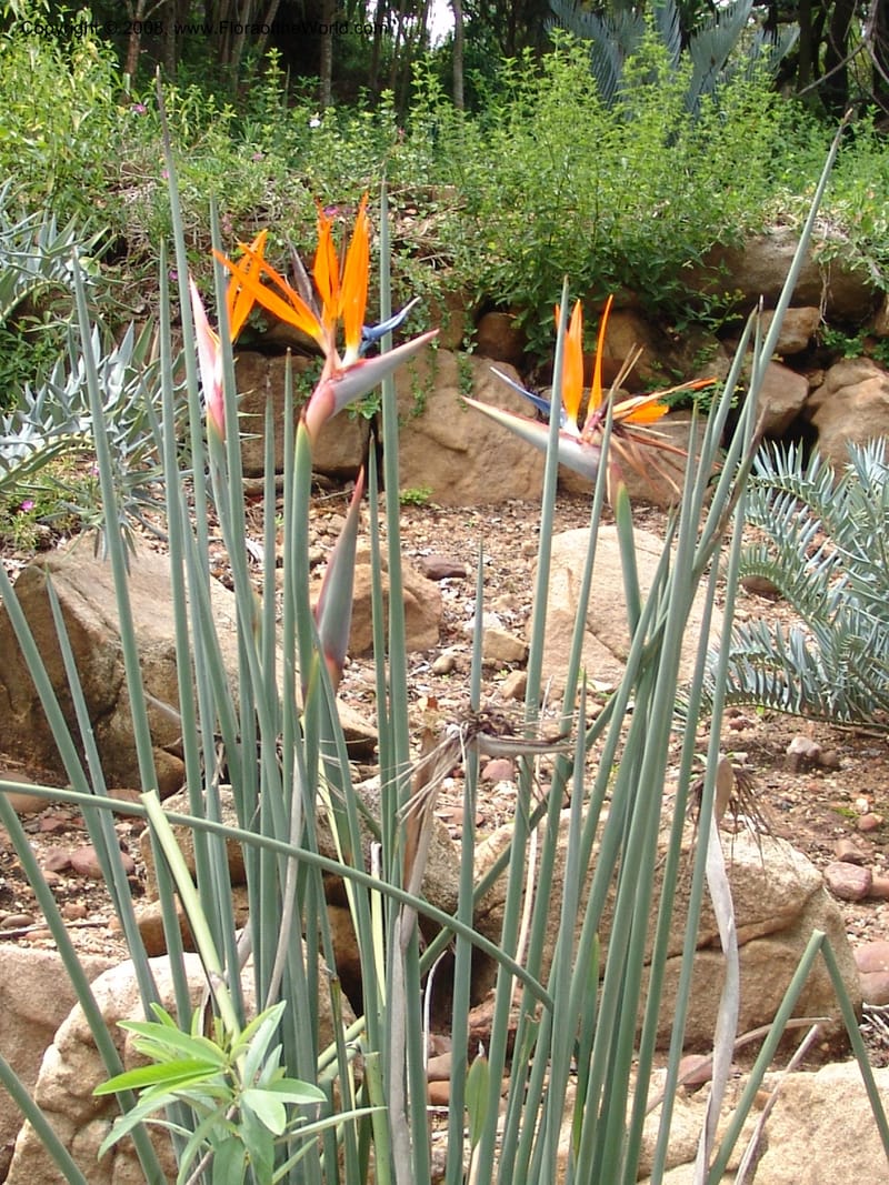 Strelitzia juncea--So. Africa. Lowveld Nat. Bot. Gard. 14 Mch 05. 251.jpg
