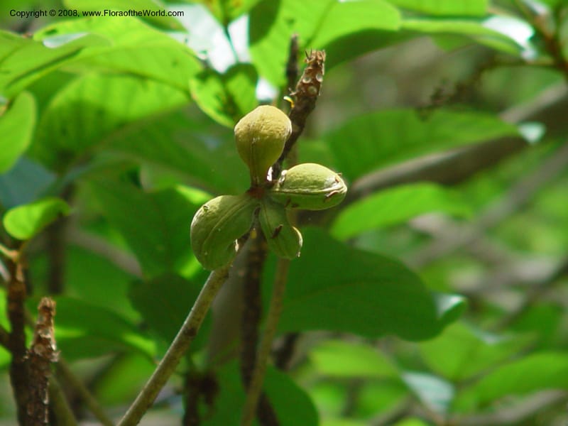 Sterculia tragacantha--FL. Fairchild Tropical Gard. 8 Apr 03. 184.jpg