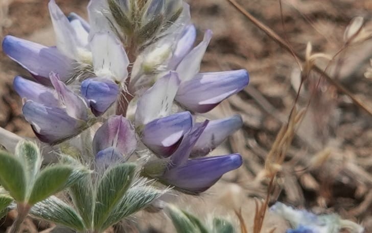 Lupinus lepidus var. lobbii, Davidson 14202--OR. Harney Co. Steens Mtn. July 2021. DSC09986 (534).JPG