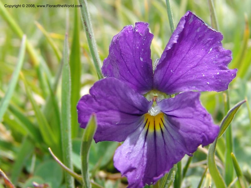 Viola oreades--Georgia. Vic. of Tskhrats'karo Pass. 7 Jun 05. 183.jpg
