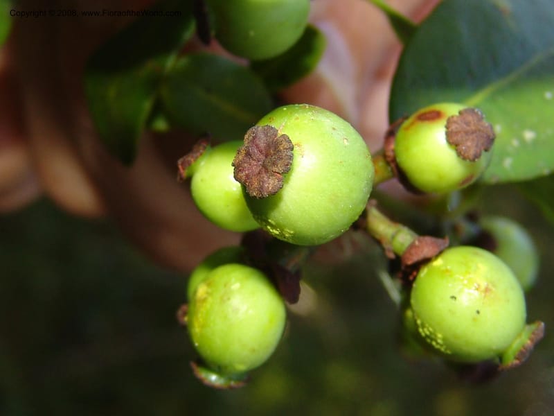 Garcinia, ZRogers1204--Madag. Anjozorobe, Aire Protegee, E Antsahabe. 17 Nov 06. 298.jpg