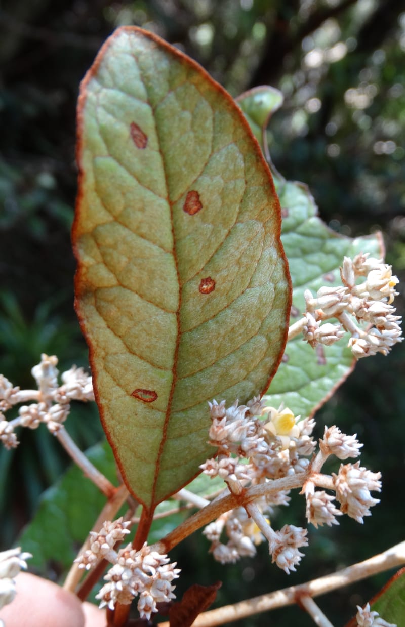 Argophyllum, Lowry, P 7423--New Caledonia. PinPin. 20 Nov 2015. DSC03938 (68).JPG