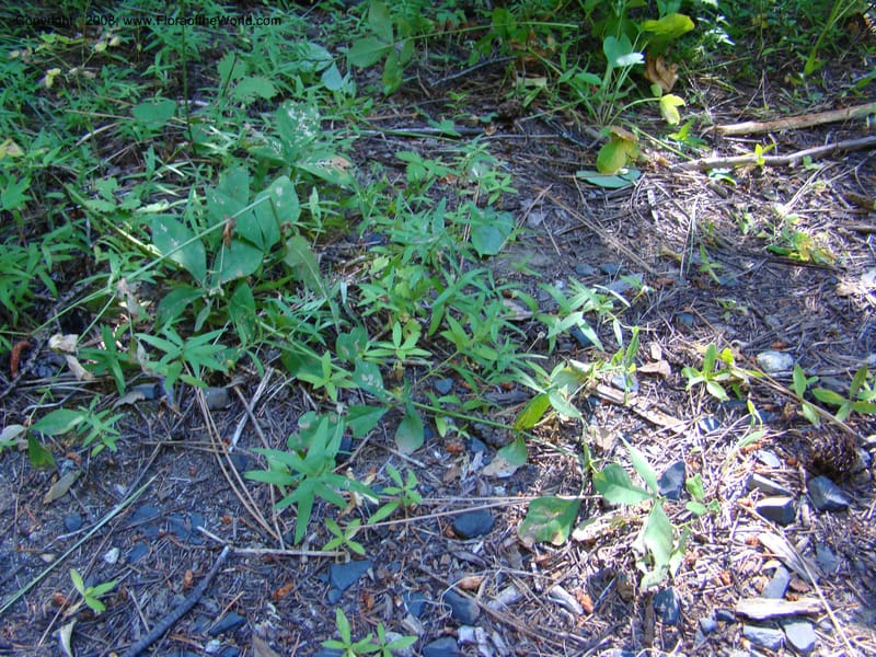Kelloggia galioides, CDavidson11264--ID. Valley Co. Sylvan Beach, Payette Lake. 24 Aug 08. 027.jpg