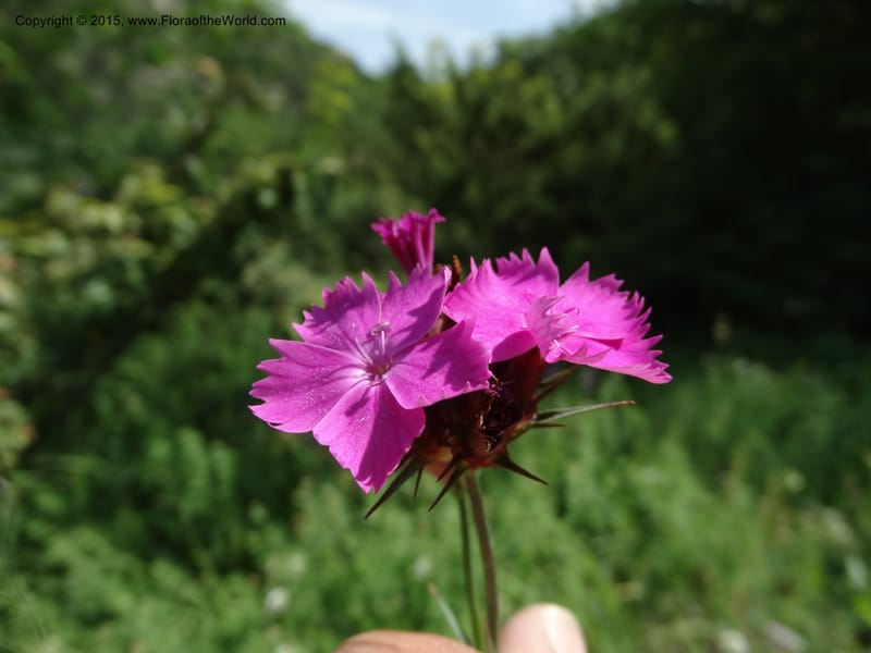 Dianthus subulosus, Davidson, C 12451--Georgia (Caucasus). Shio Mgvime. 7 Jun 2014. DSC07779 (327).JPG