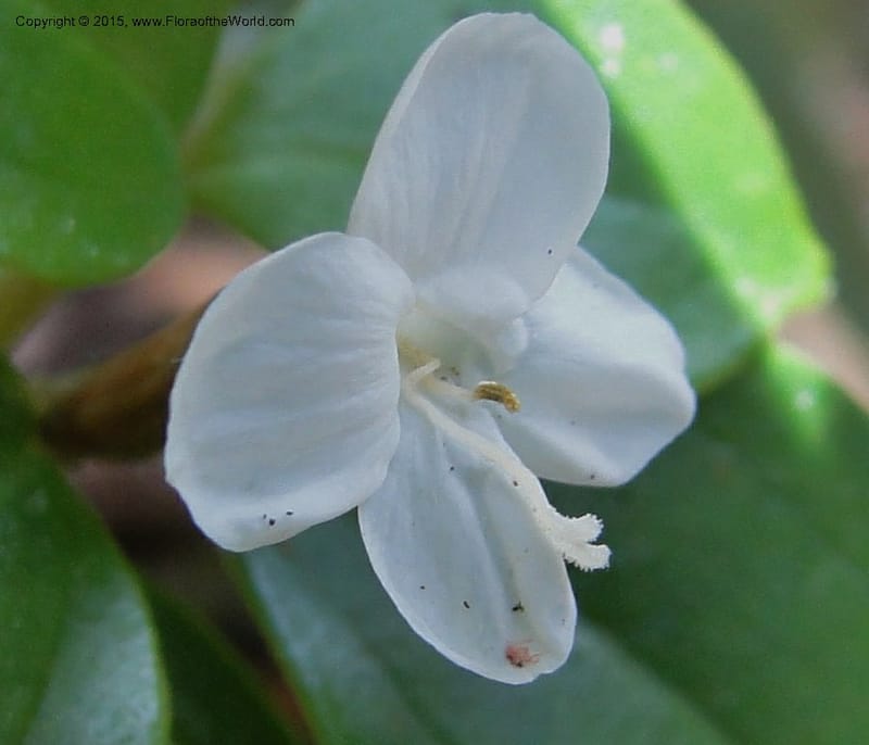 Canscora, Regalado 1893--Viet Nam. Hon Ba Nature Res. 12 May 2011. 185 (10).jpg