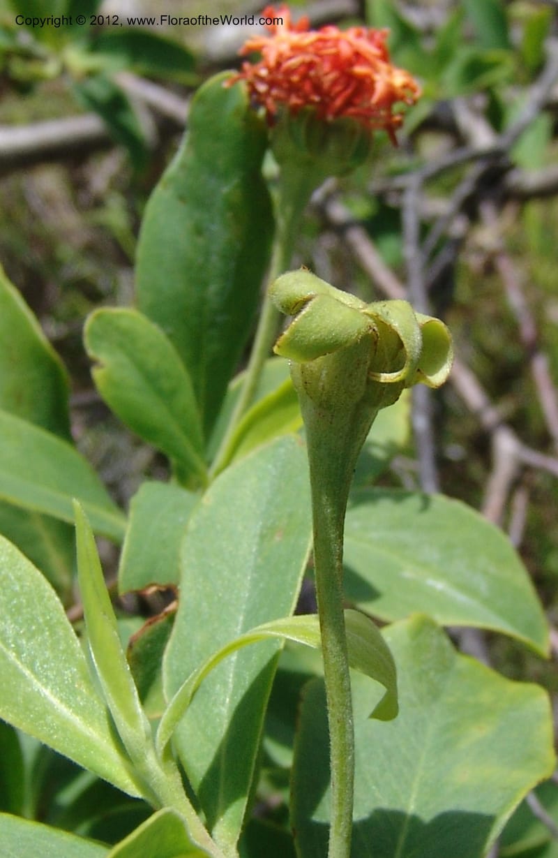 Gnidia daphnifolia, Rogers, Z 954-Madagascar, 23 Jan 2006 006 (11).jpg