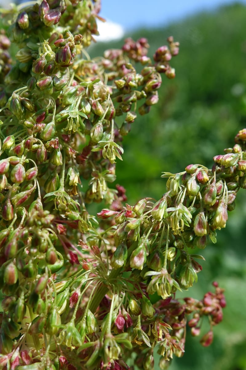 Rumex alpestre, Not collected--Switzerland. Sass Almagell. Lac Mattmark. 3 Jul 2016. DSC08449 (487).JPG