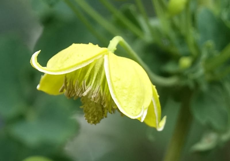 Clematis tangutica, Not collected--China. Sichuan. Yibailingba-gou. 12 Aug 2017. DSC04660 (454).JPG