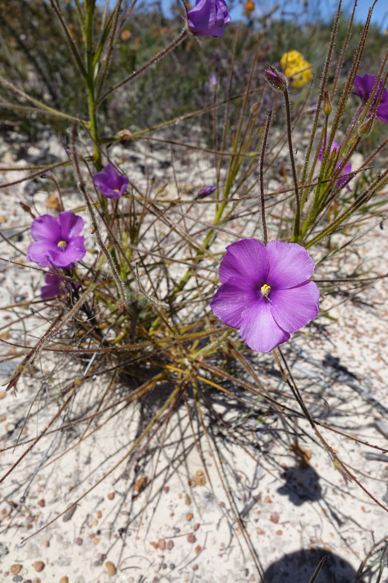Byblis lamellata, Davidson, C 13426--Australia. W.A. Green Head-Coorow Rd. Stop 2. 24 Oct 2016. DSC04873 (43).JPG