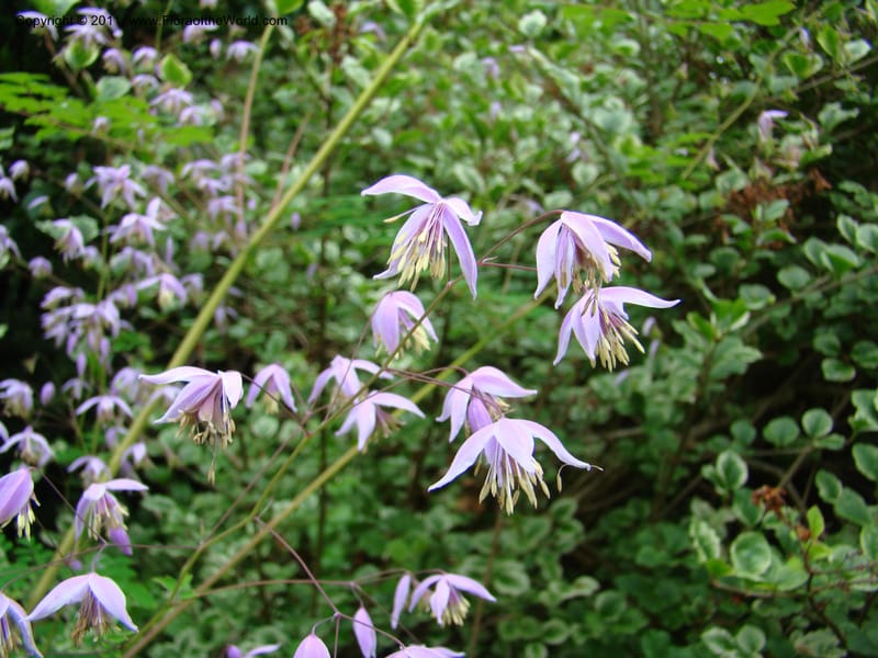 Thalictrum delavayi ssp acuminatum--Canada. BC. Univ. BC Bot. Garden. 27 Jul 08. 096.jpg