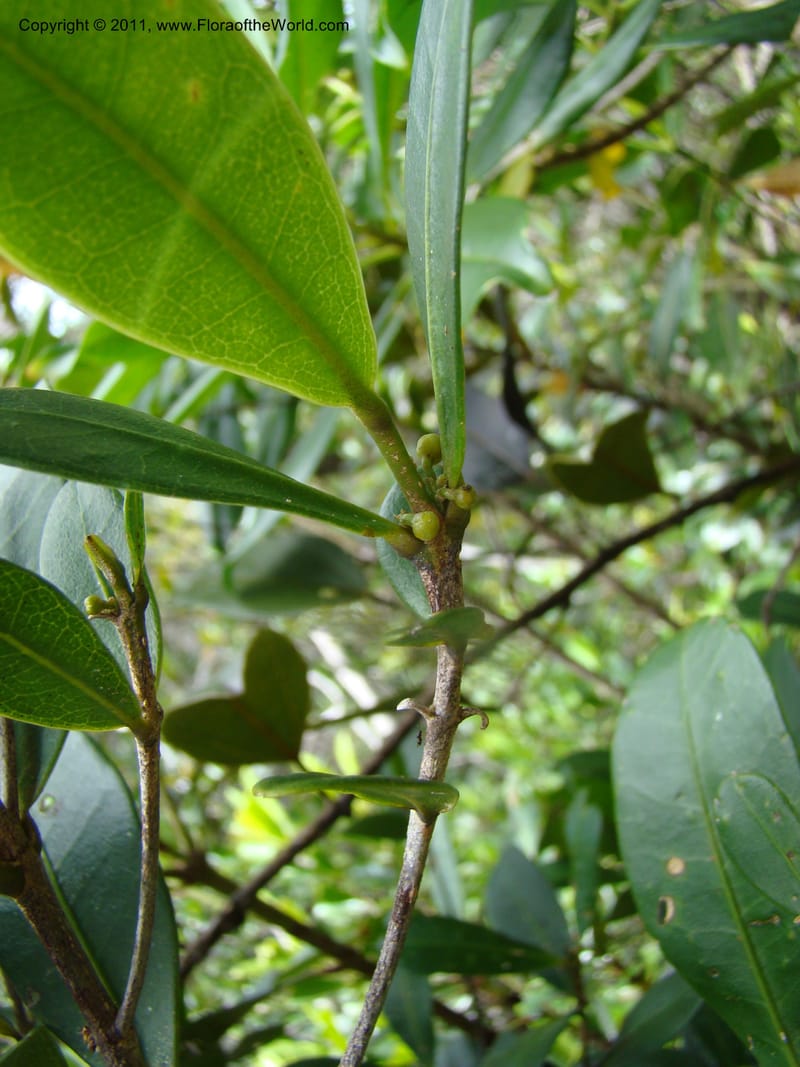Medicosma,  Munzinger, J 4812--New Caledonia, Prov du Nord, Plateau de Poro, 16 Nov 2007, 011 (8).jpg
