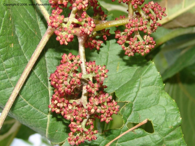 Ampelocissus africana, RGereau6834--Tanz. Mzelezi For. Res.  Mahenge-Sali. 14 Feb 06. 369.jpg