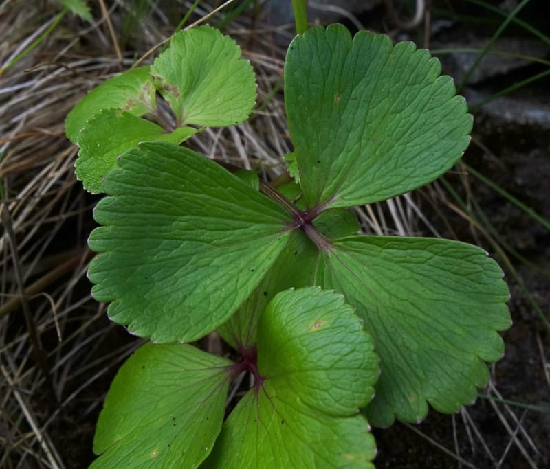 Ligusticum scoticum subsp. hultenii, Boufford 43939--Japan. Hokkaido. Konpira Cape. 5 Aug 2016. DSC01214 (23).JPG