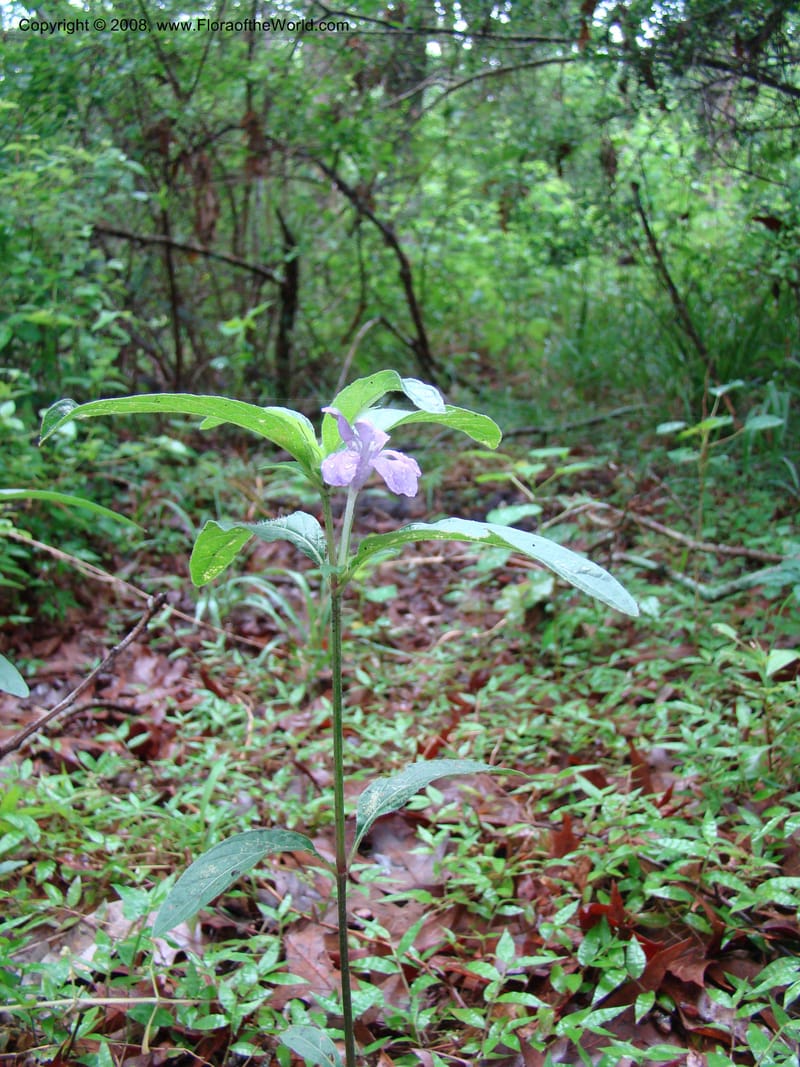 Ruellia caroliniensis--TX. Harris Co. Armand Bayou Nat. Ctr. 26 Apr 08. 048.jpg