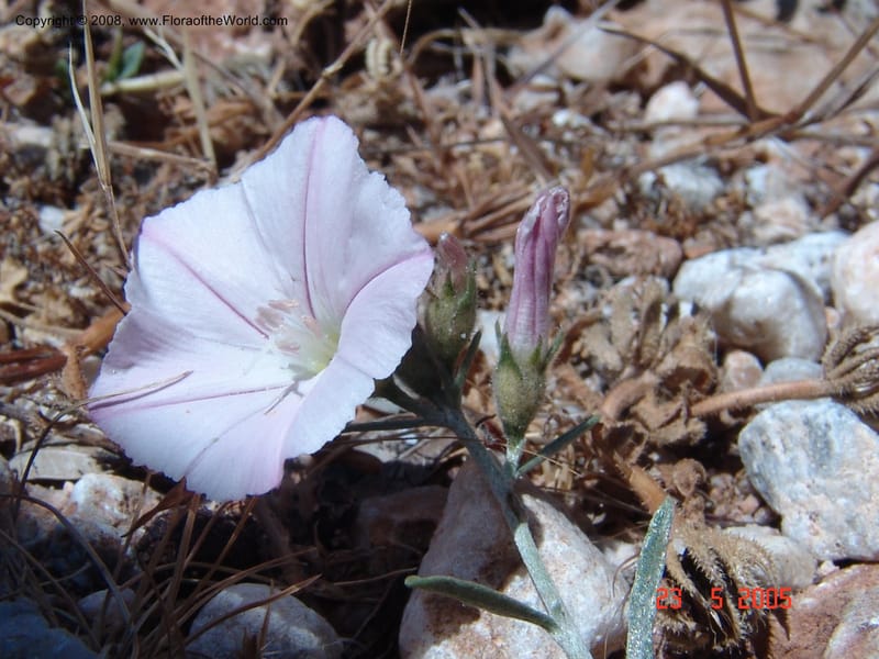 Convolvulus oleifolius--Crete. Ep. Kydonia. Akrotiri. Trail Gouvernetos . 23 May 05. 022.jpg