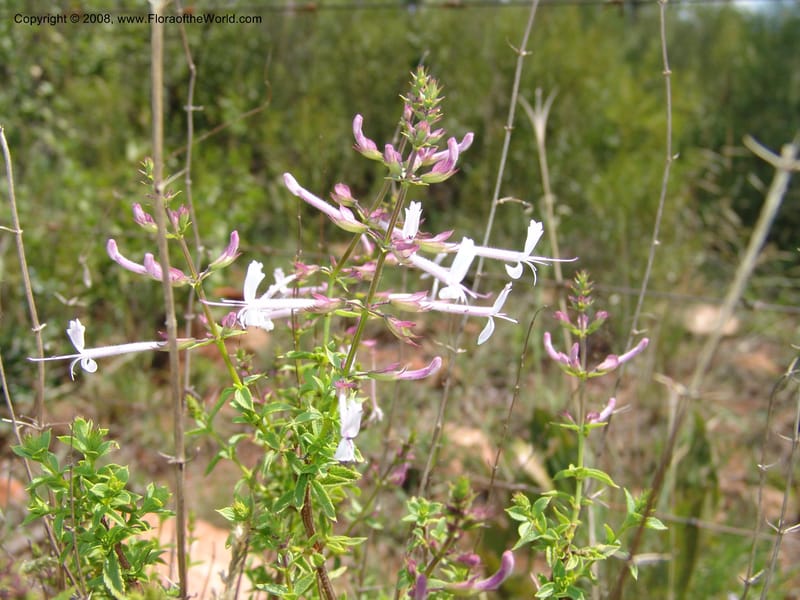 Hemizygia--So.Africa. Mpumal. twd Rietfontein. 16 Mch 05. 315.jpg