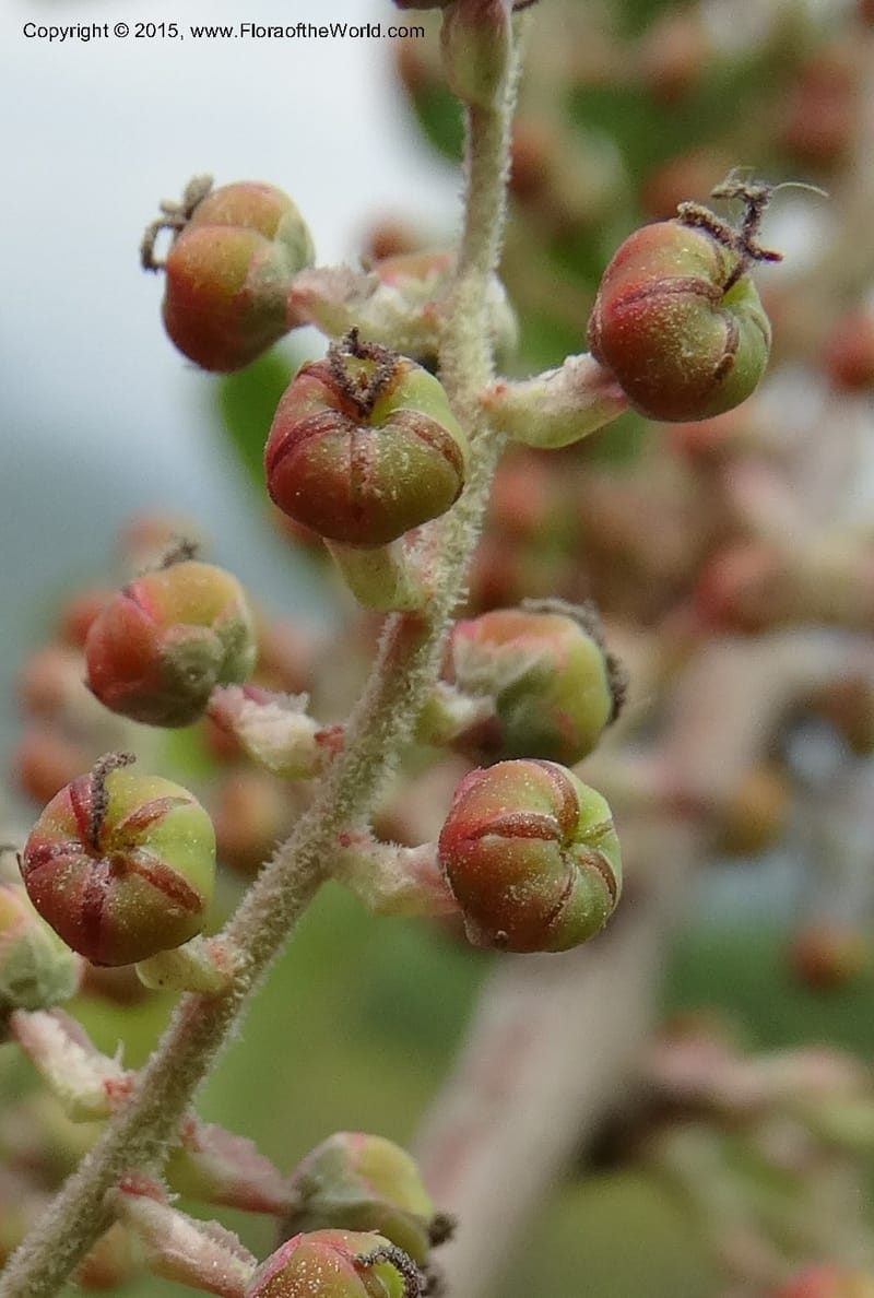Coriaria nepalensis, Boufford, D 43590--China. Sichuan. Tudiling Tunnel. 6 May 2014. DSC03860 (111).JPG