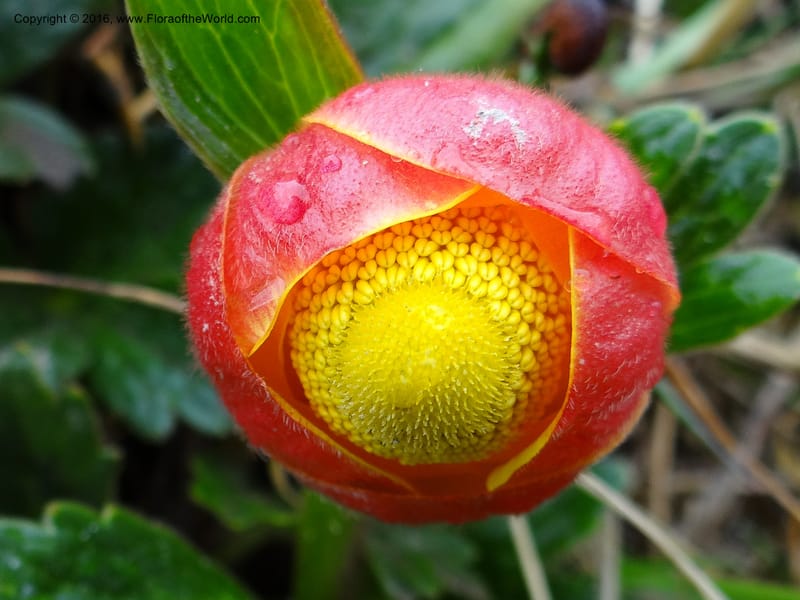 Ranunculus gusmannii, not collected--Ecuador. Pichincha. Nevado Cayambe. 6 Oct 2012. DSC07236 (211).JPG