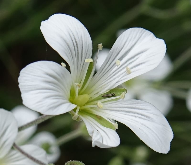 Minuartia laricifolia, Callmander, M 1295-- Switzerland. Hwy 9 to Simplon. Ganterbrucke. 2 Jul 2016. DSC08156 (201).JPG