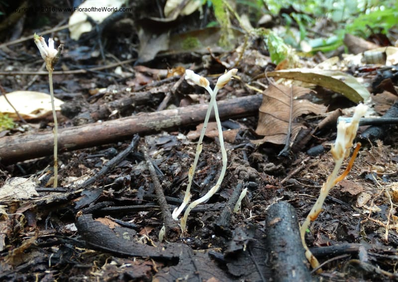 Gymnosiphon, Davidson, C 12931--Sabah. Kinabalu Nat. Park. Nalumad Substesen. 29 Mar 2015. DSC01294 (69).JPG