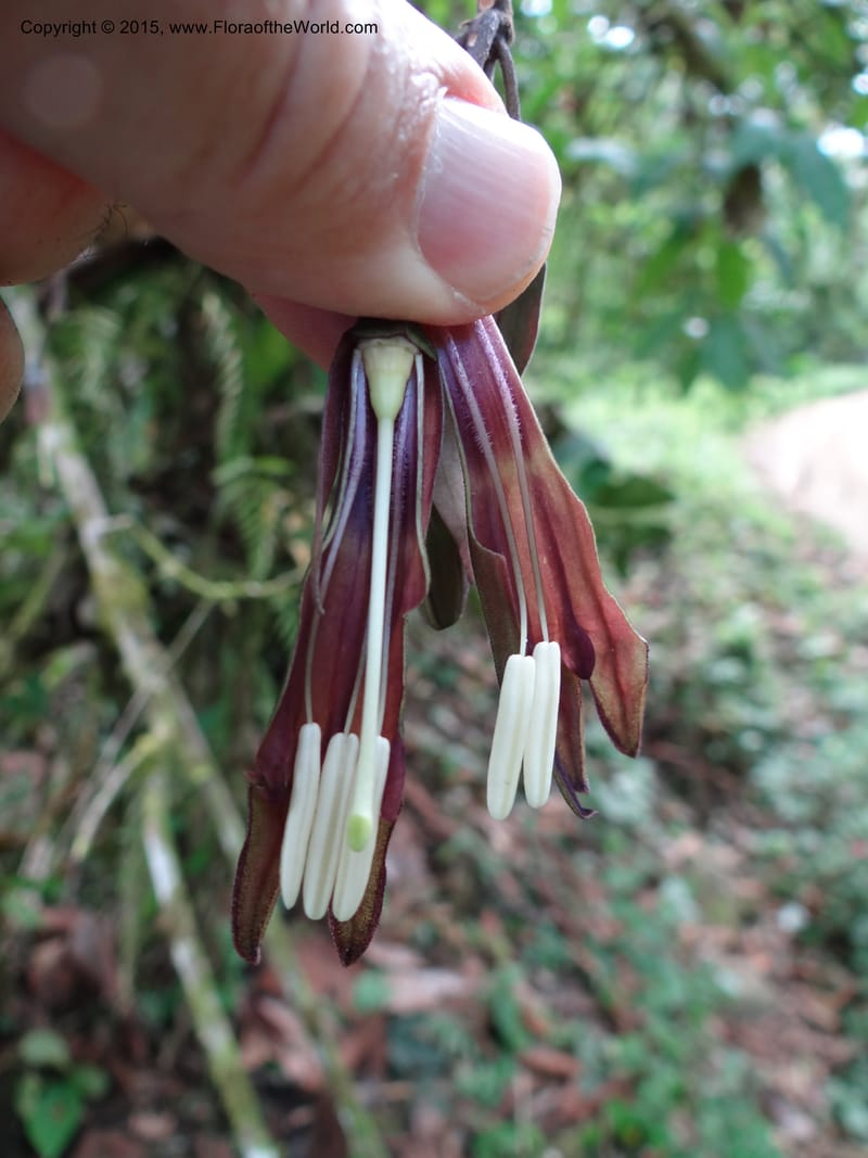 Merinthopodium neuranthum, Hammel 26105--Costa Rica. Road into Ranchos Tinamu. 3 Mar 2012. DSC03548 (98).JPG